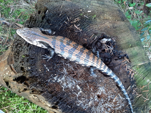 Juvenile Halmahera Blue Tongue Skinks for sale  in Reptiles & Amphibians for Rehoming in Delta/Surrey/Langley - Image 4