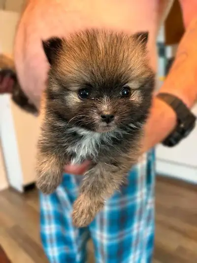 chiot pomeranien reste deux !, View more