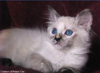 WANTED: Specific Balinese kitten