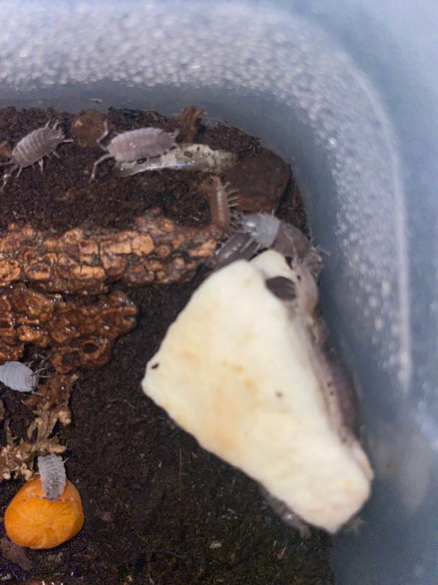 Porcellionides pruinosus isopods powdered blue in Reptiles & Amphibians for Rehoming in Gatineau - Image 3