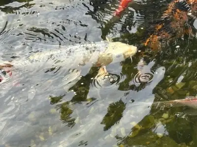 Koi Fish, Goldfish and everything needed to start a fish pond, View more