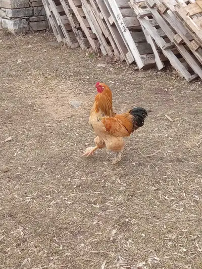 Beautiful Buff Brahma rooster for sale, View more