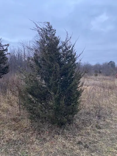 We have available Eastern Red Cedar Juniperus virginiana trees from 3’ to 16’ in height. 3’ start at...