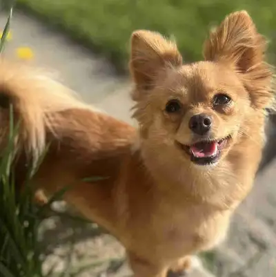 Pomeranian/Chihuahua, View more