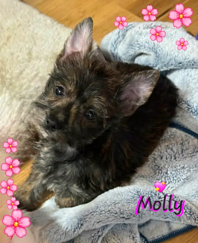 Chiot fourche terrier( femelle ) in Dogs & Puppies for Rehoming in Longueuil / South Shore - Image 5