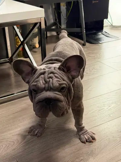 Blue Rope French bulldog 1M 1 F  7M old, View more
