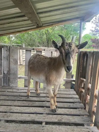 Baby is weaned. Couple years old. Twin history. Still in full milk.