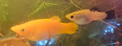 Two Female Mollies, View more