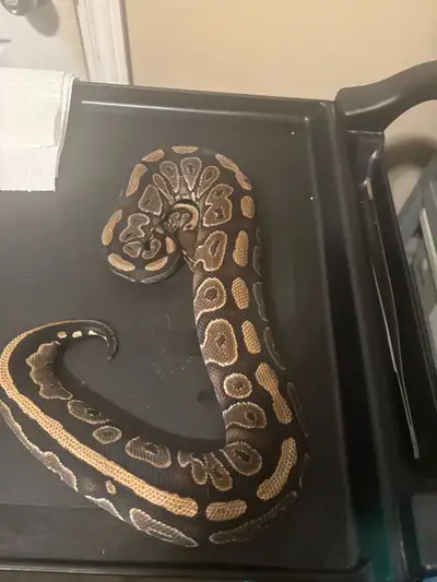Beautiful mahogany het pied female this female will be ready to breed come fall with out a doubt. Ea...