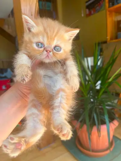 Rares Chatons Exotic Shorthair Persan poil court très affectueux, View more