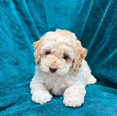 Cockapoo Boys and Girls, View more