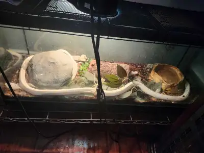 king snake for sale , View more