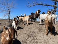 2023 Doeling goats