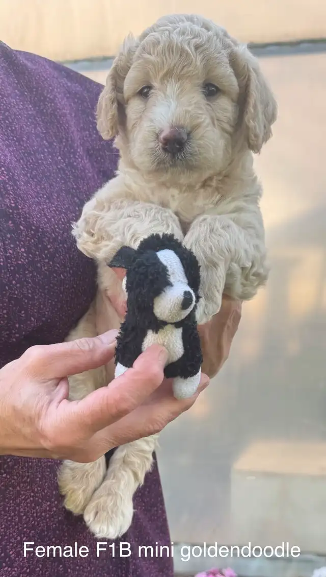 ❤️Beautiful cockapoo pups and goldendoodles (mini and medium) in Dogs & Puppies for Rehoming in Kitchener / Waterloo - Image 4