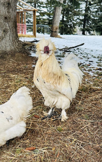 Silky rooster