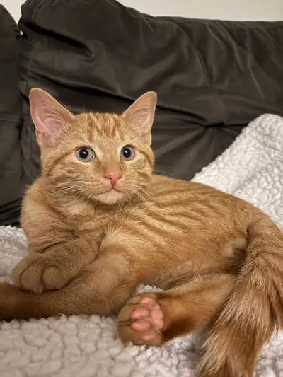 Ginger Tabby  Cat, View more