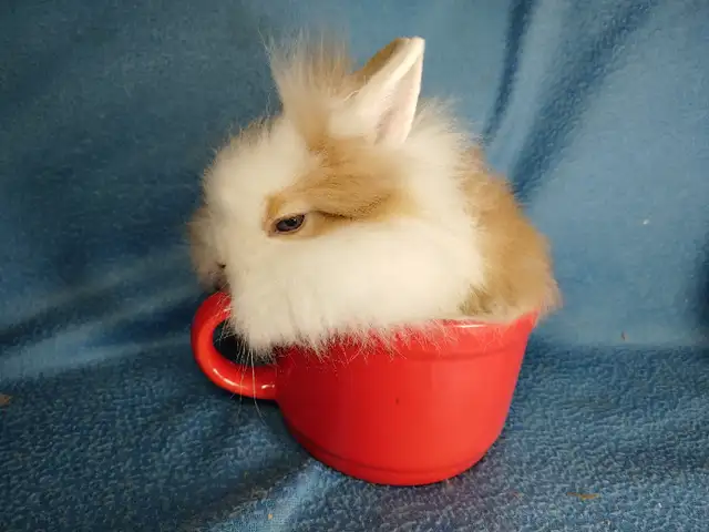 Extraordinary Netherland dwarf and lionhead baby bunny rabbits in Small Animals for Rehoming in Moncton - Image 10