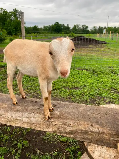 Lamancha Doeling -Pet home Only, View more
