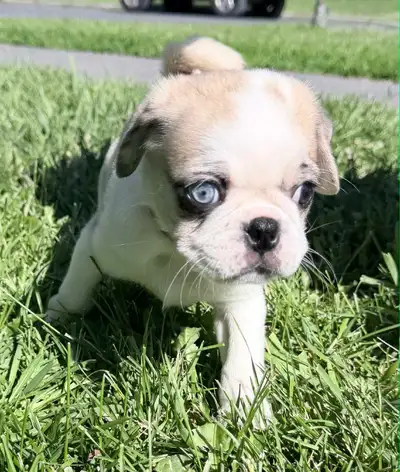 Panda Pug Puppies, View more