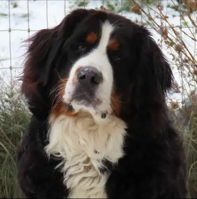 CKC BERNESE MOUNTAIN DOG PUPPIES- BIG EUROPEAN TYPE, View more