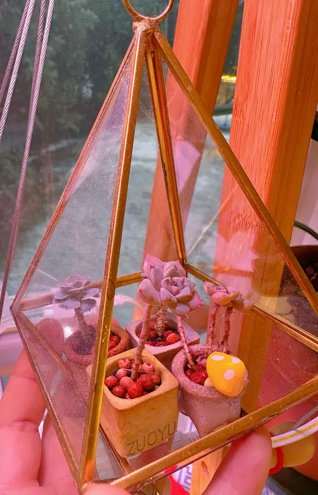rare extreme miniature succulent plants62864362730369122