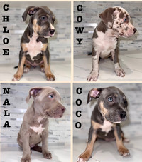  AMERICAN BULLY PUPPIES  (all females)