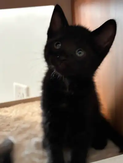 Selling beautiful healthy kittens, View more