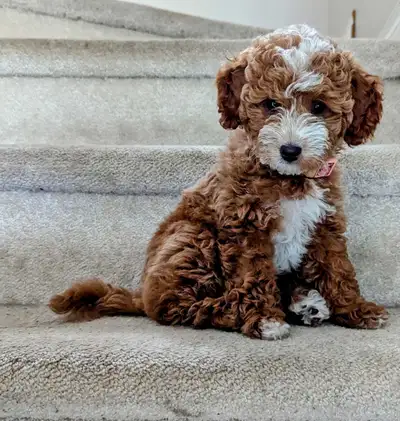 Toy/mini Cockapoo's Coming Soon, View more