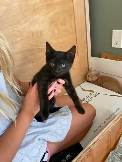Kitten for sale, View more