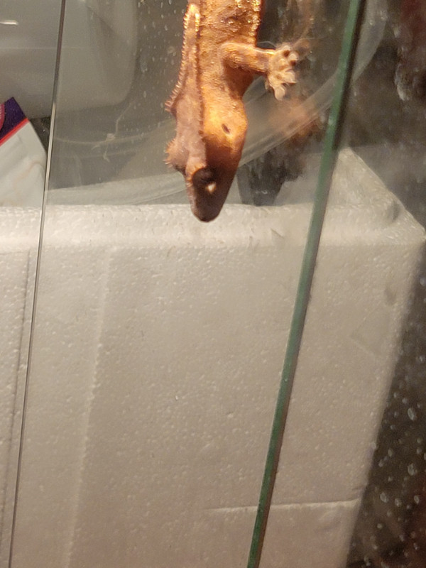 Baby's crested gecko for sell 80$ each dans Reptiles et amphibiens à adopter  à Laval/Rive Nord - Image 3