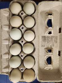 Americana hatching eggs