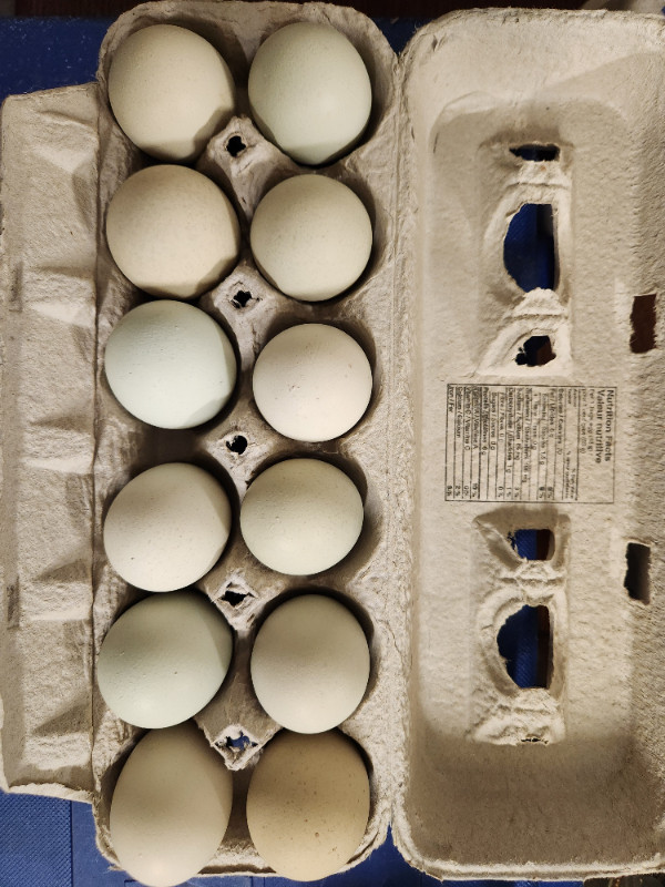 Americana hatching eggs in Livestock in Edmonton