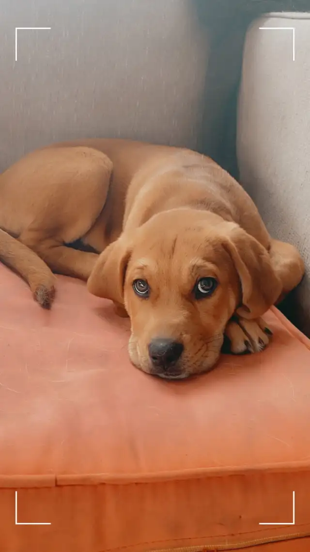 yellow lab, king shepherd, Italian bull mastiff mix puppies in Dogs & Puppies for Rehoming in Barrie - Image 2