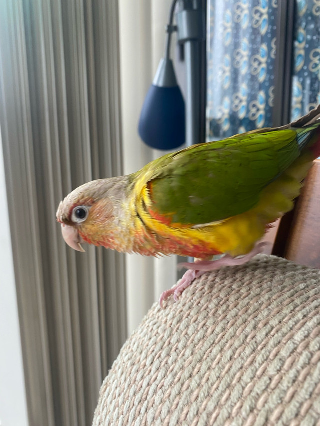 Bird conure pineapple in Birds for Rehoming in Mississauga / Peel Region - Image 3