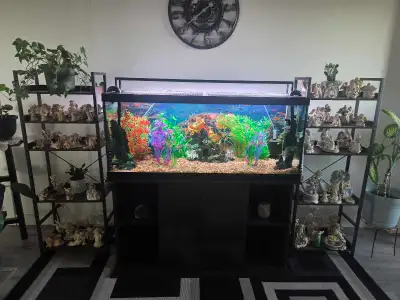 80 gal Aquarium, View more