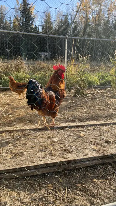 Free Rooster, View more