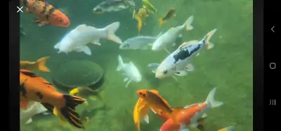 Koi for sale, View more