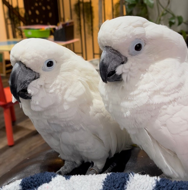 Proven 100 Umbrella cockatoos breeding pair Birds for Rehoming