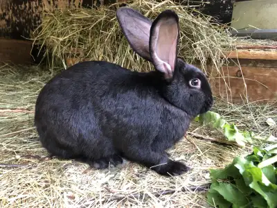 Lapin (Géants -Continental ) Adultes 1 ans, View more