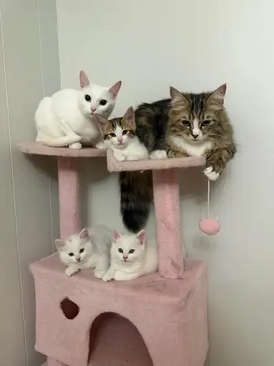 kitten ready for new home, View more