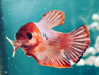 Imported Bettas and other Aquatic Specimens for Sale