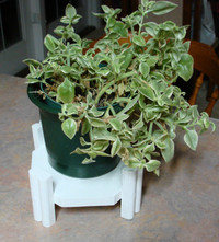 White 7 inch cedar octagon plant stand