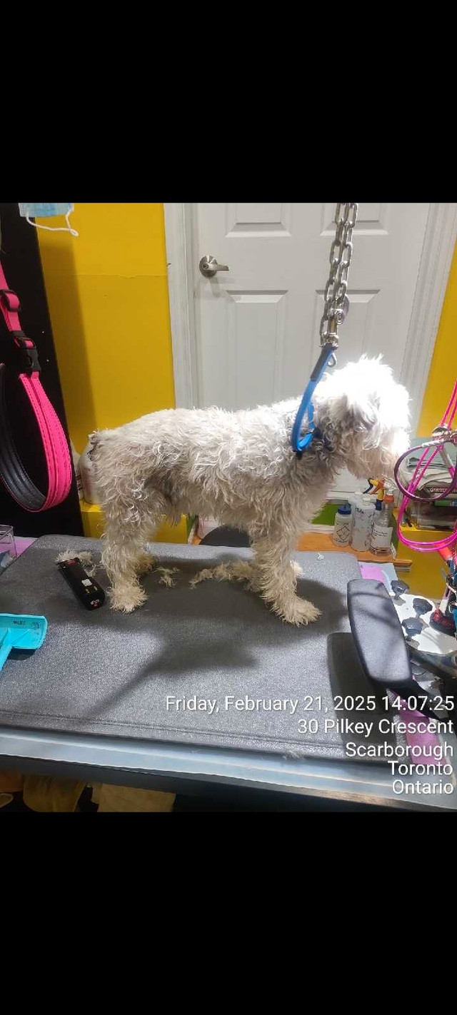 Pet's grooming in Scarborough  in Animal & Pet Services in City of Toronto - Image 3