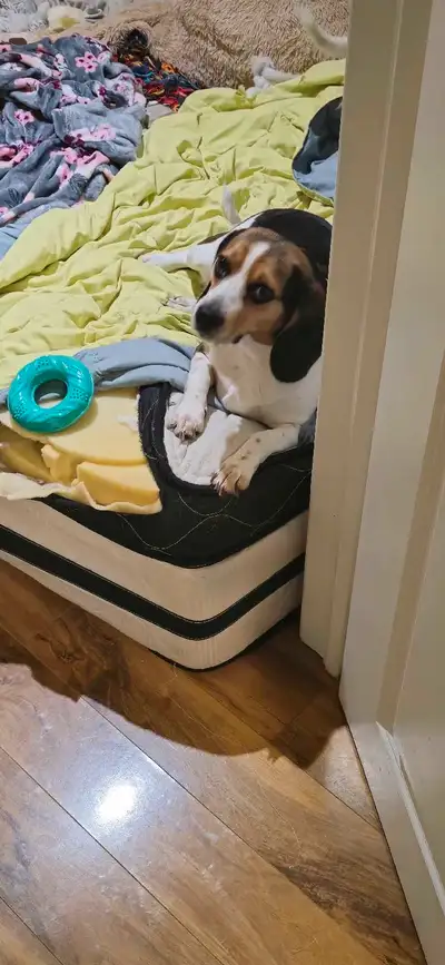 beagle dogs sale, View more