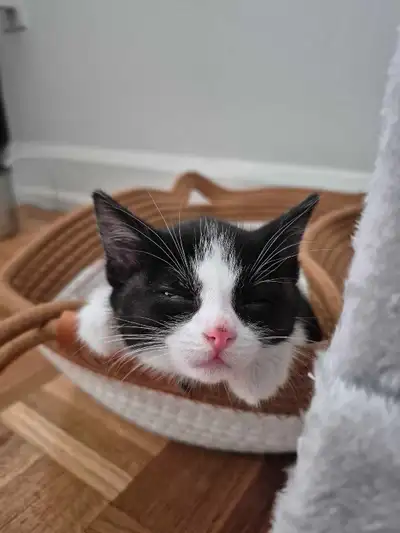 Kitten for rehoming, View more