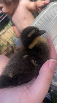 Duckling + 2 chicks