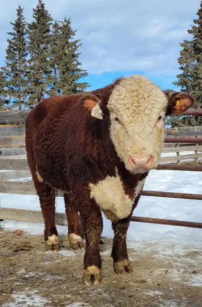 2yr old Polled Hereford Bull, View more