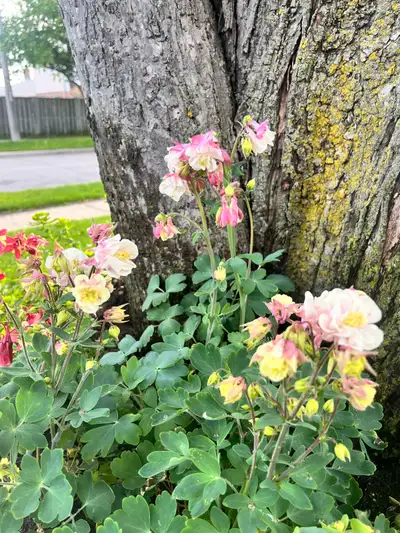Columbine Perennial Plants, View more