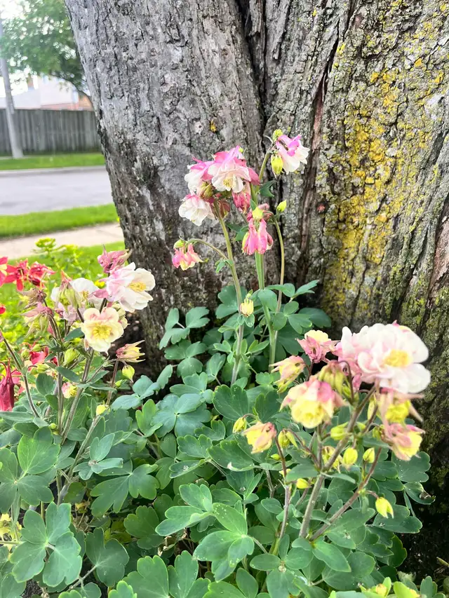 Columbine Perennial Plants in Plants, Fertilizer & Soil in Mississauga / Peel Region - Image 2