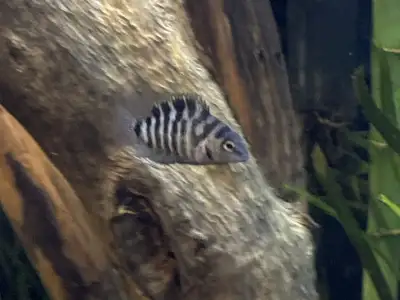 Three weeks old young and healthy small convict fry sold by the 20 pack, $25 per 20 pack of these yo...